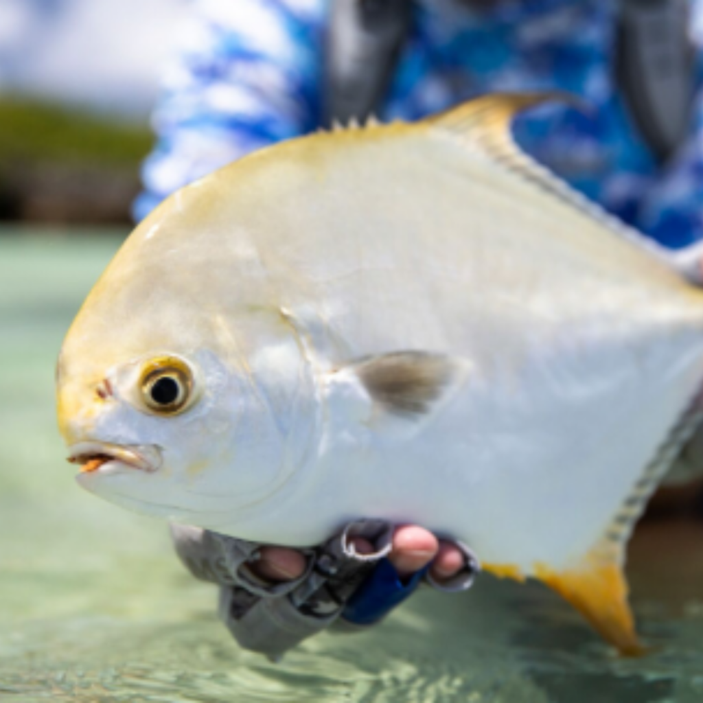 saltwater fish caught in the Seychelles