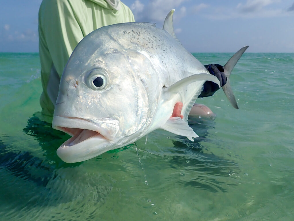 A giant trevally close up