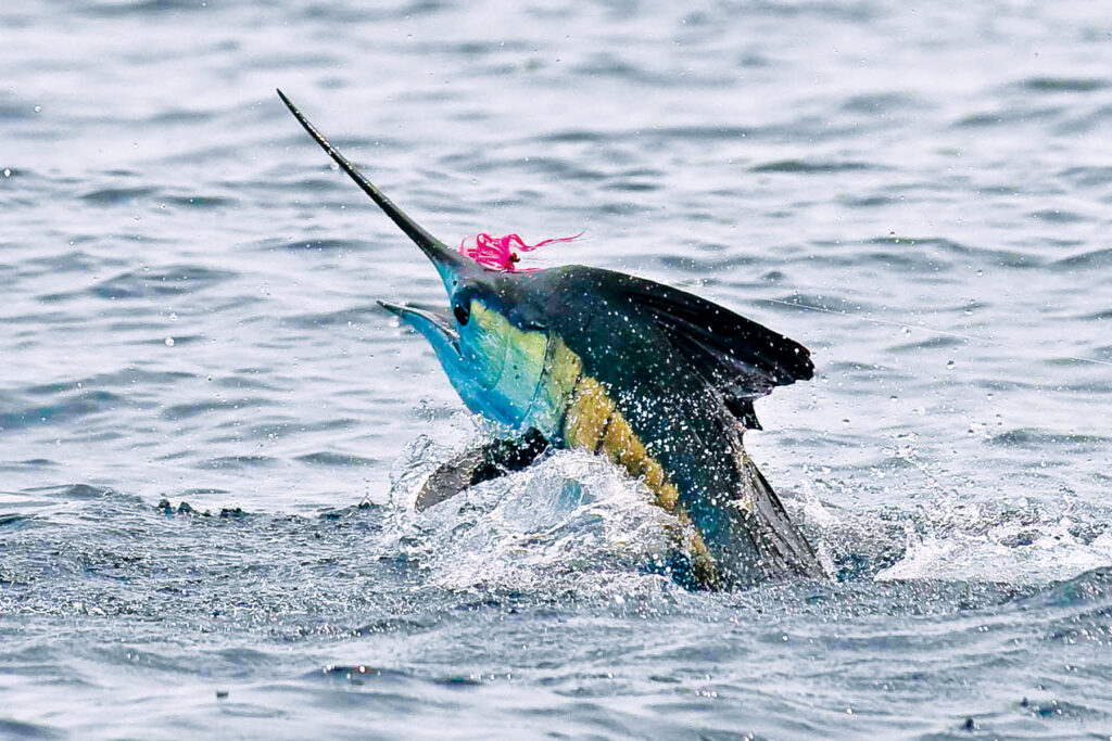 Alphonse Fishing Co Sailfish