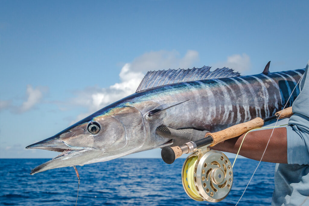 Alphonse Fishing Co Wahoo