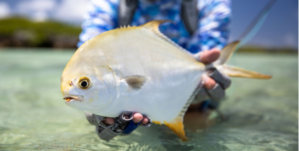 Saltwater fish caught on the fly during a trip for two