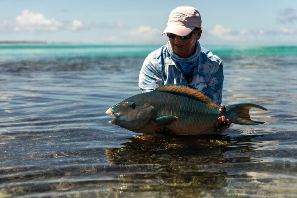 Parrotfish on the flats
