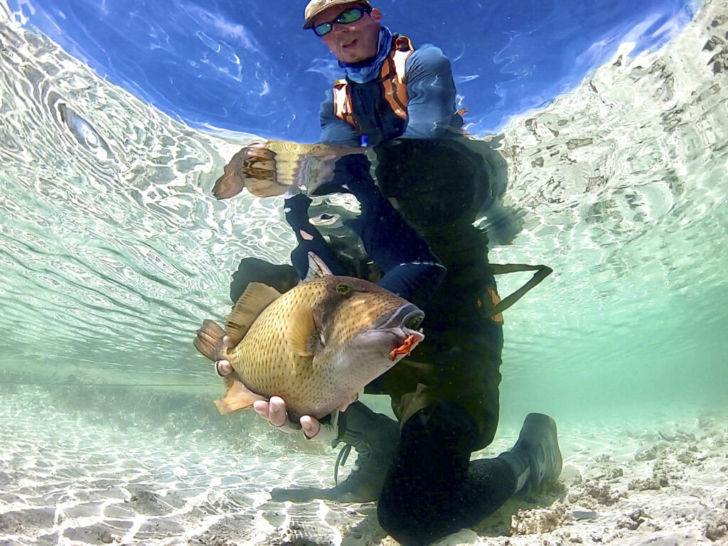 Triggerfish being released by an angler at Alphonse