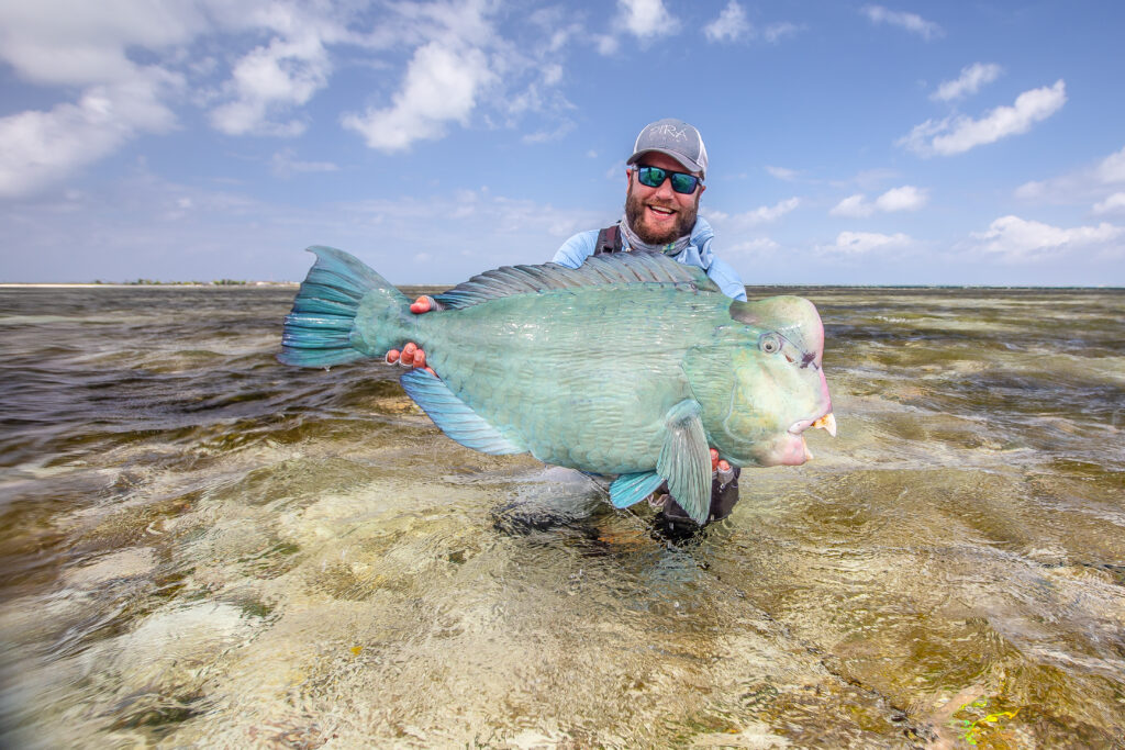 Alphonse Fishing Co Bumphead Parrotfish
