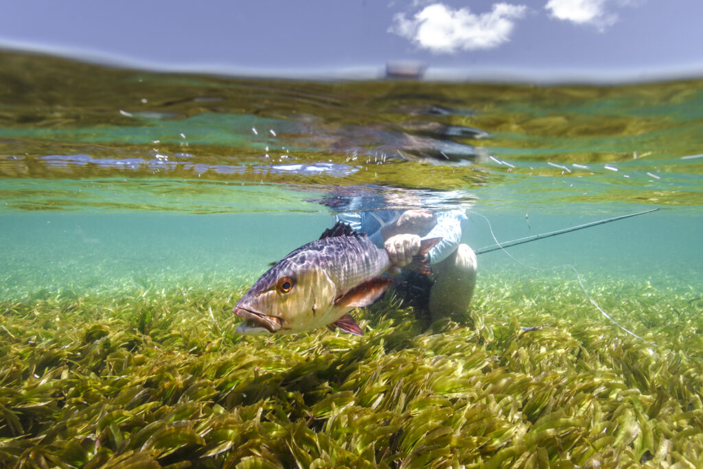 Angler with a bohar snapper