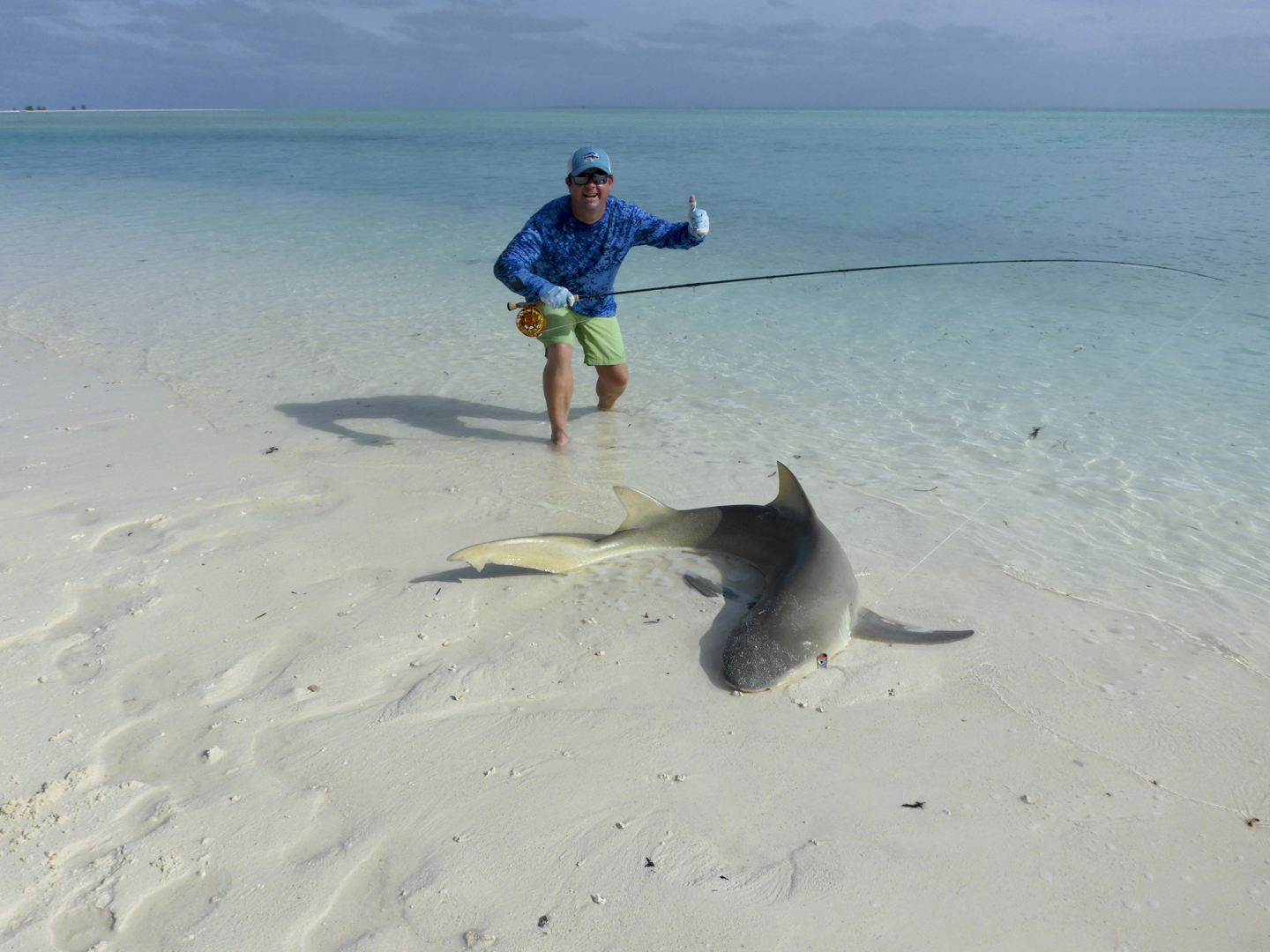Angler catch and released shark