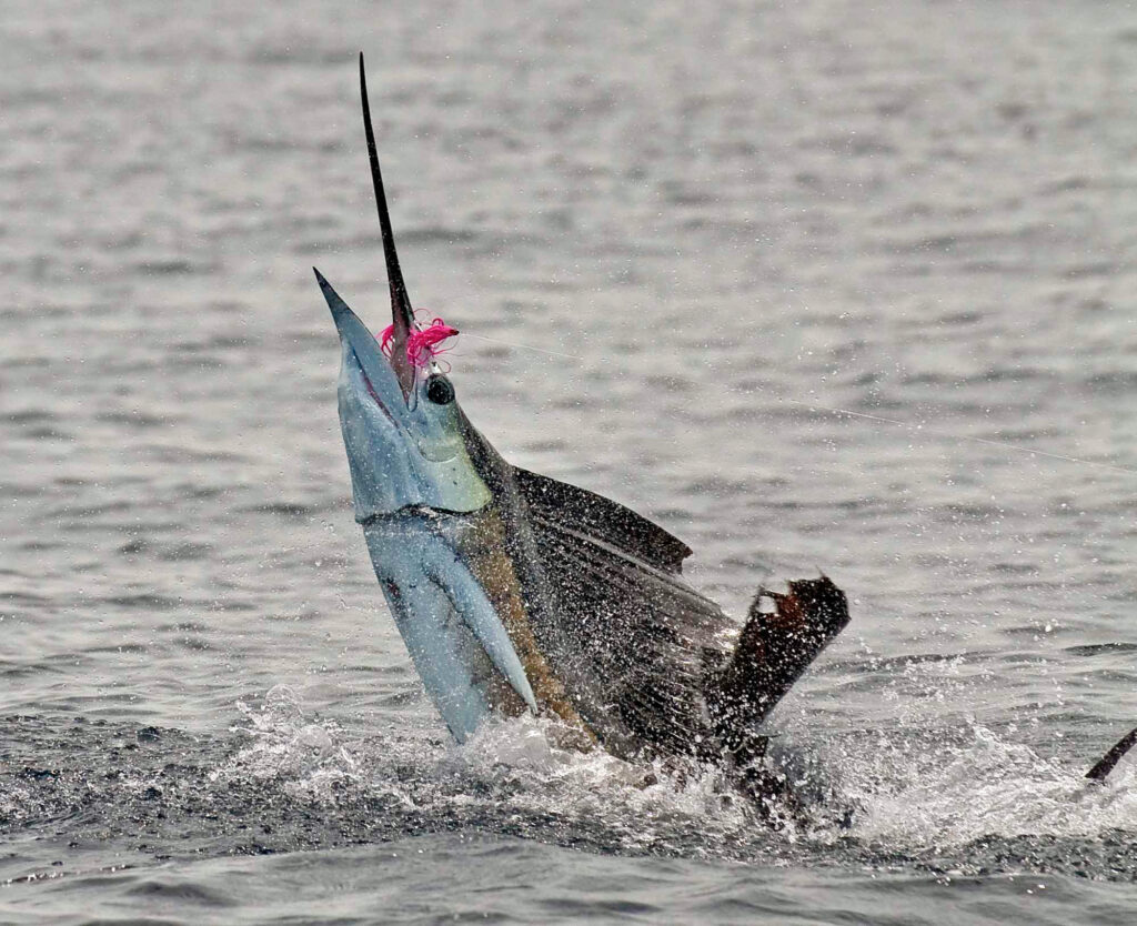 Step by step guide to land a sailfish