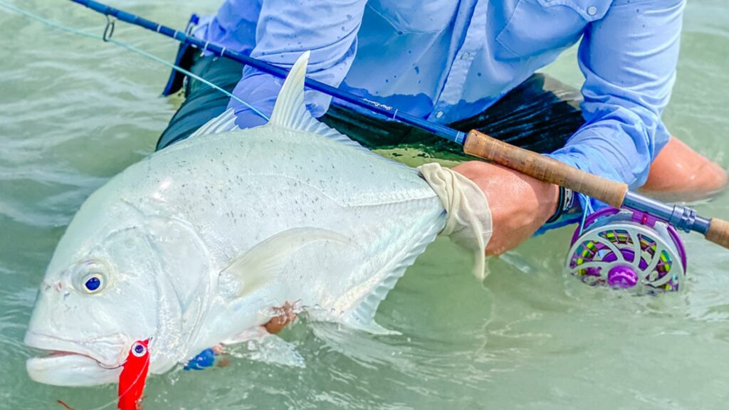 Fly fishing in Alphonse