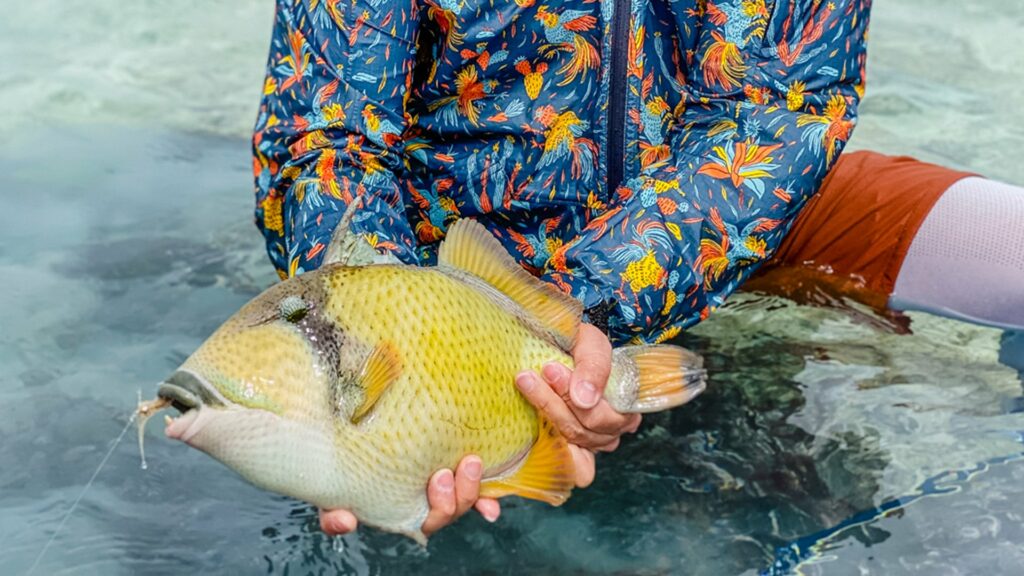 Impressive triggerfish landed at Alphonse