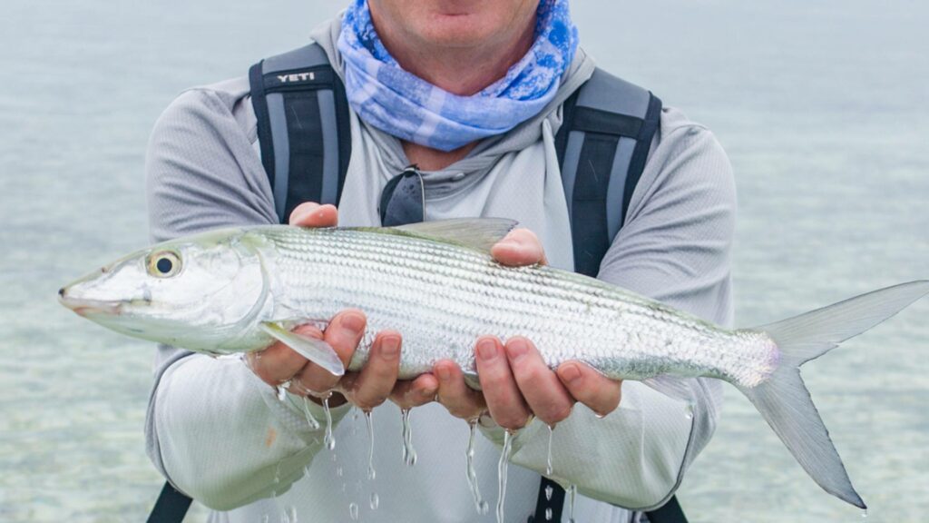 Largest bonefish caught for the season