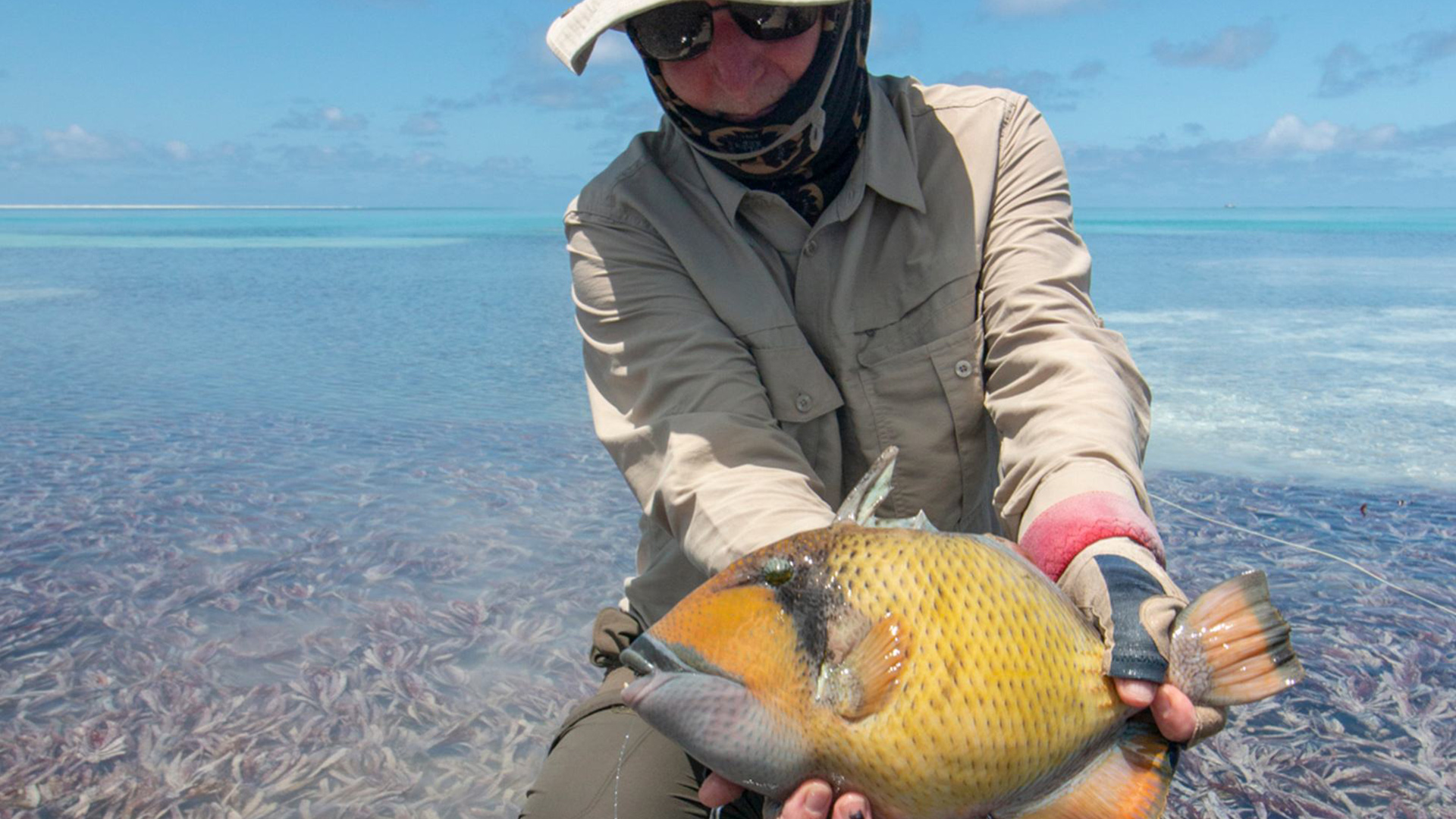 Triggerfish caught on fly