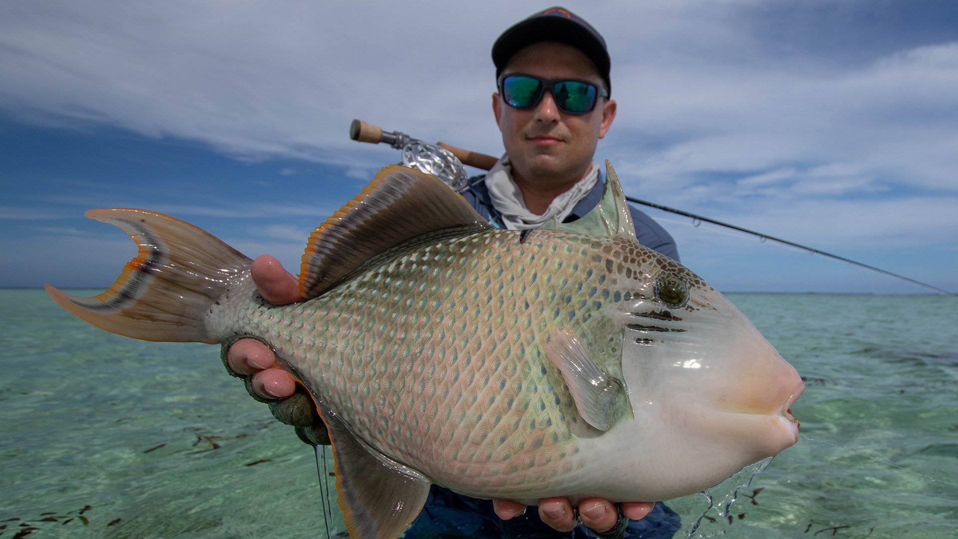 Triggerfish hold up by a fisherman