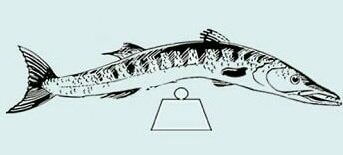 Weight of a barracuda fish