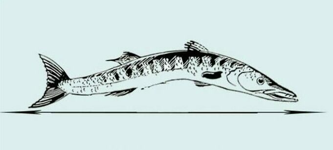 Length of a Barracuda- fish