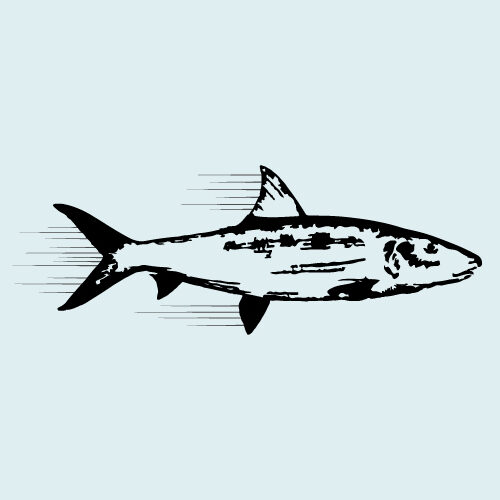 Bonefish-Speed