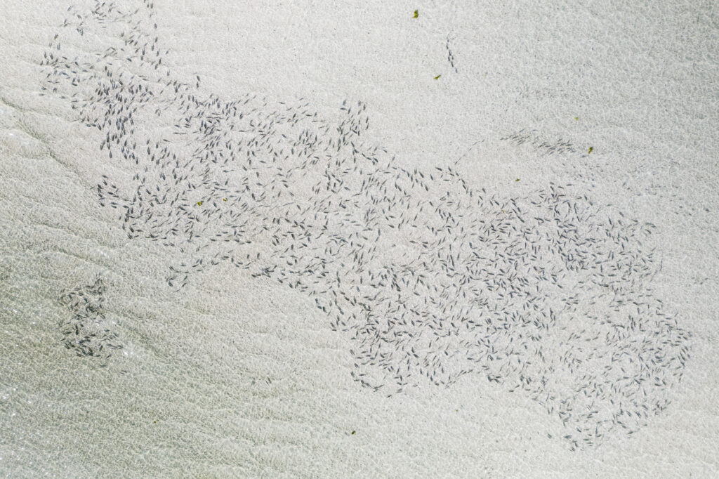 bonefishes around the outer islands of the Seychelles