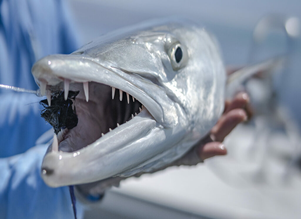 Head of a barracuda fish