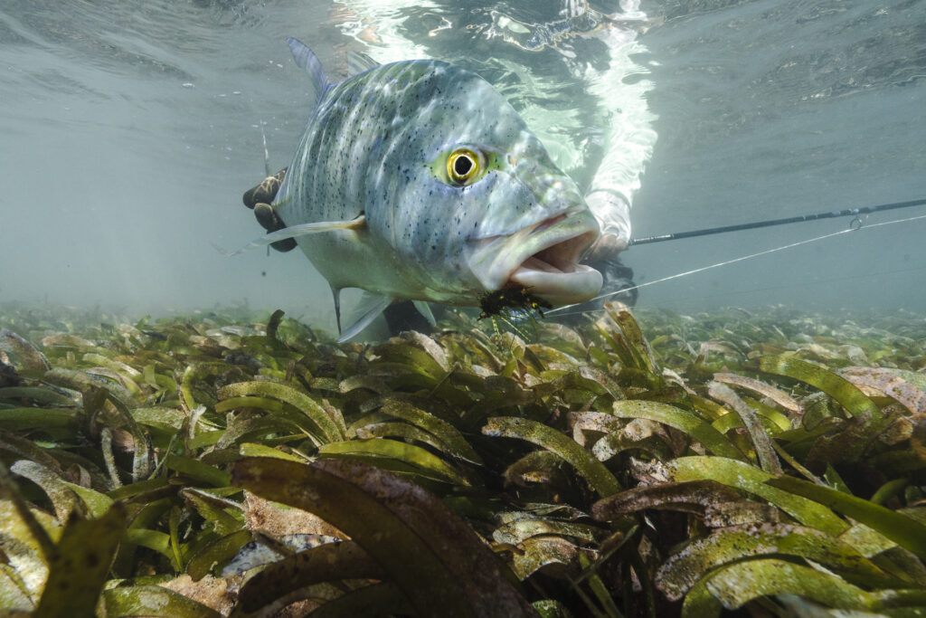 A Bluefin Trevally swimming in the Indian Ocean