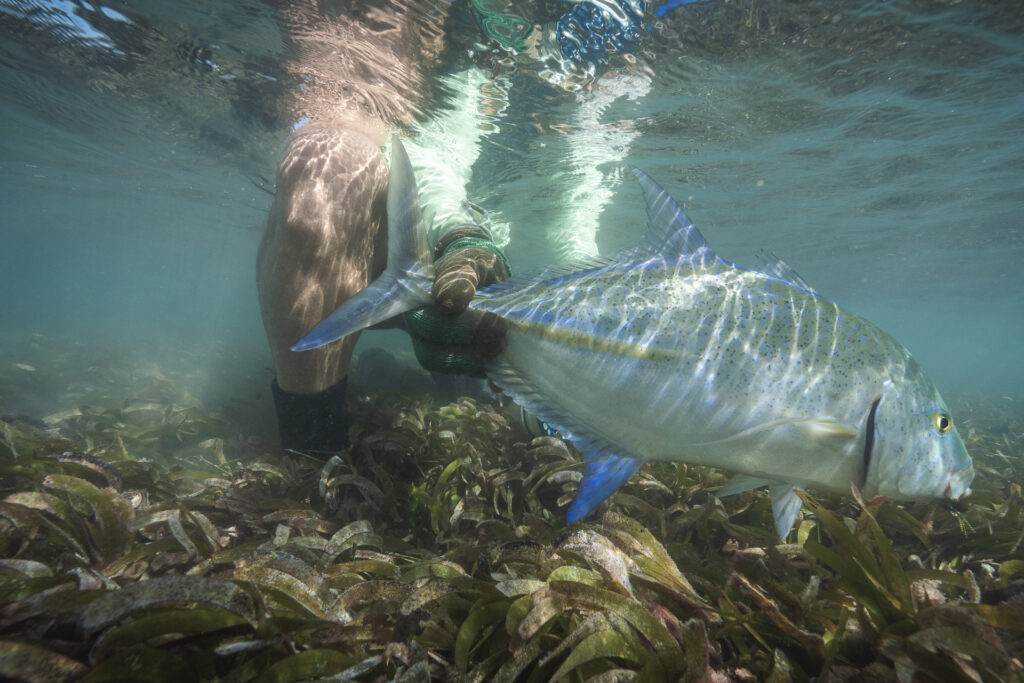 A bluefin trevally being released
