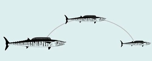 Fly-Fishing-Wahoo-Average-Age