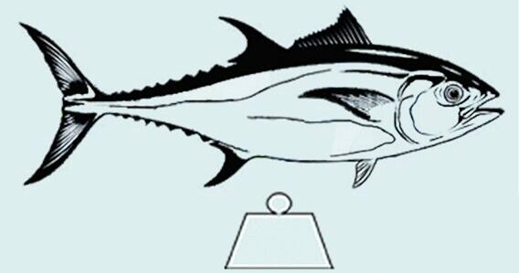 Fly-Fishing-Yellowfin-Tuna-Average-Weight