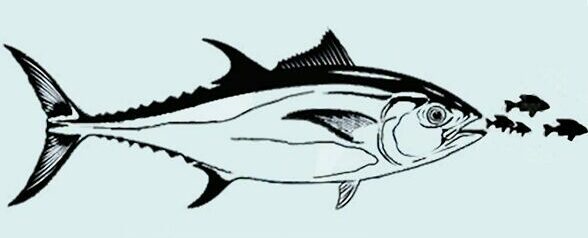 Fly-Fishing-Yellowfin-Tuna-Diet