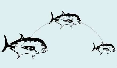 Giant Trevally growth phrase