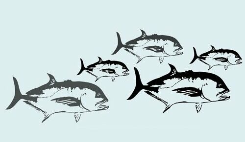The average age of a Giant Trevally
