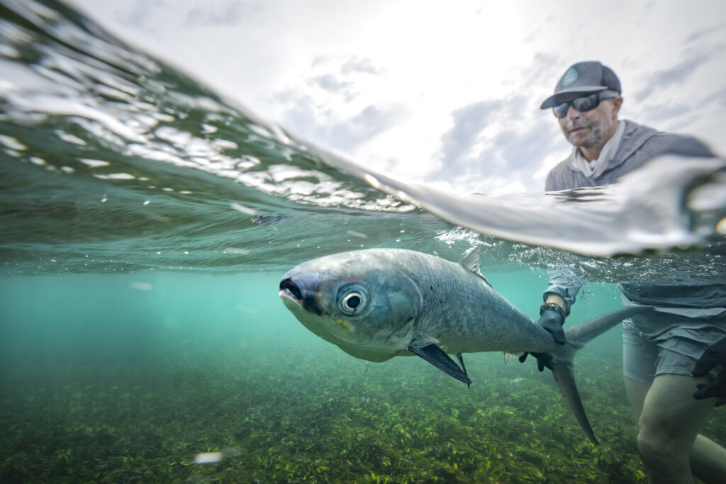 Angler releasing a milkfish into the ocean