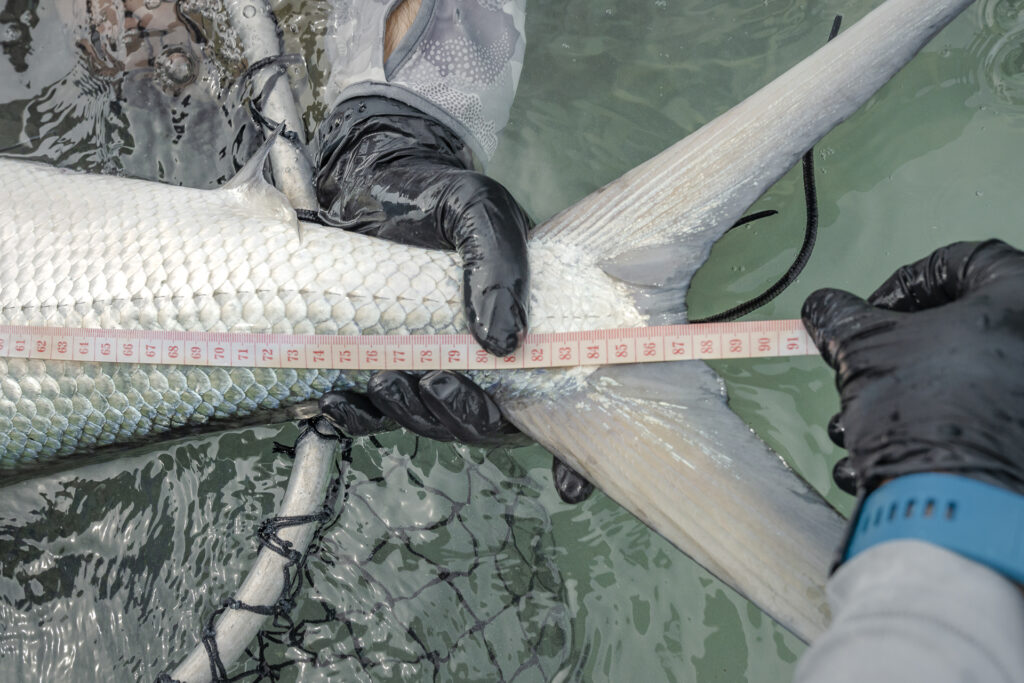 Anglers measuring a milkfish
