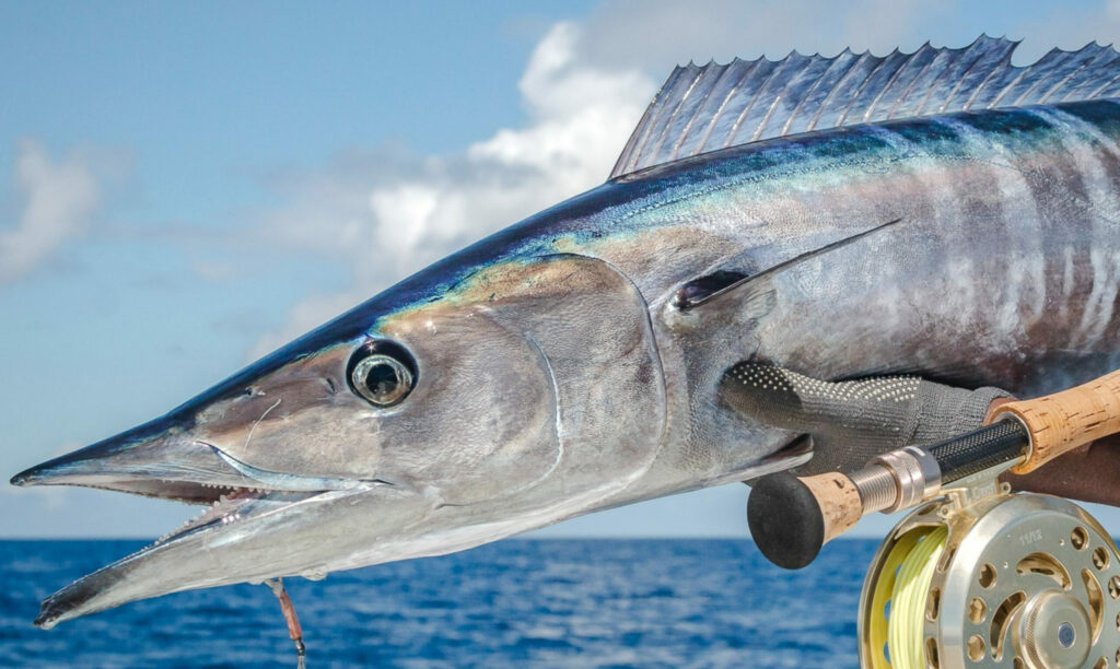 Head of a wahoo