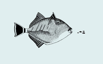 Triggerfish Diet