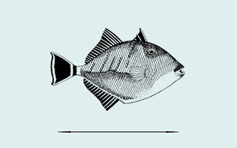 Triggerfish Average Length​