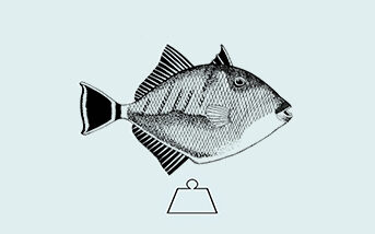 Triggerfish Average Weight​