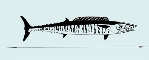 Wahoo-Average-Length