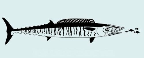 Wahoo-Diet-Fly-Fishing