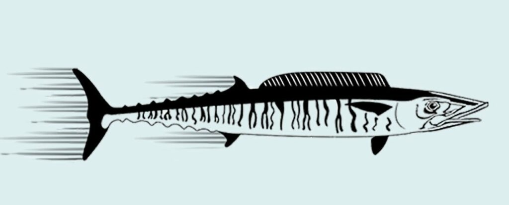 Wahoo-Speed