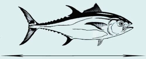 Yellow-Fin-Tuna-Length
