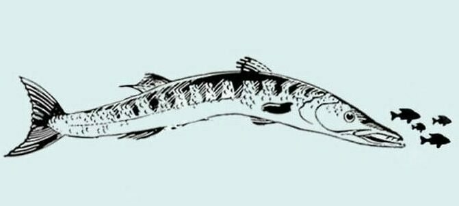Diet of a barracuda fish