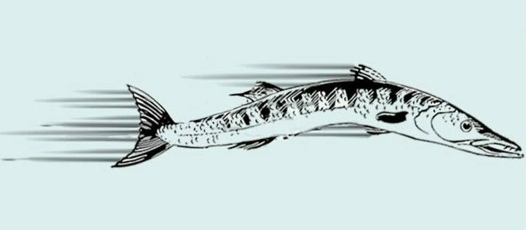 barracuda max speed is 43 KM/H
