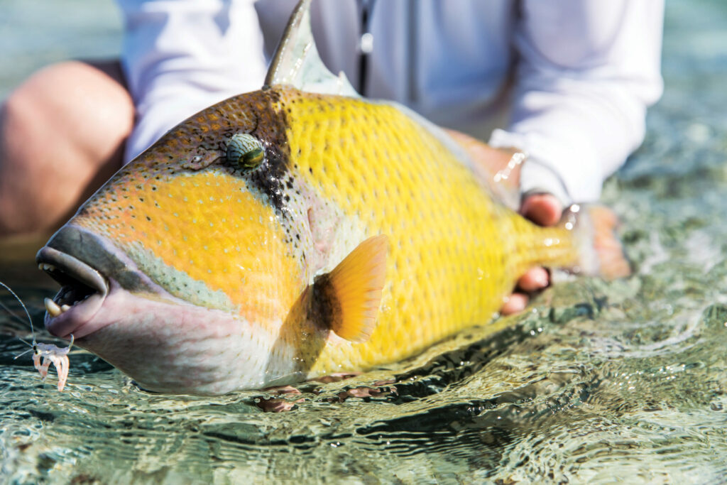 A moustache triggerfish