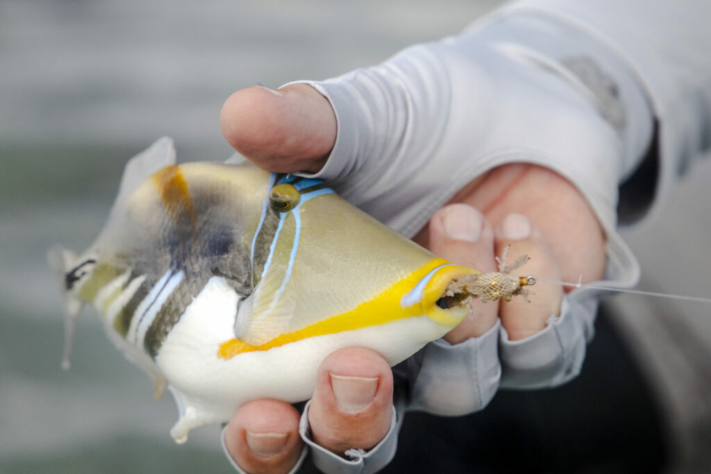 A Picasso triggerfish