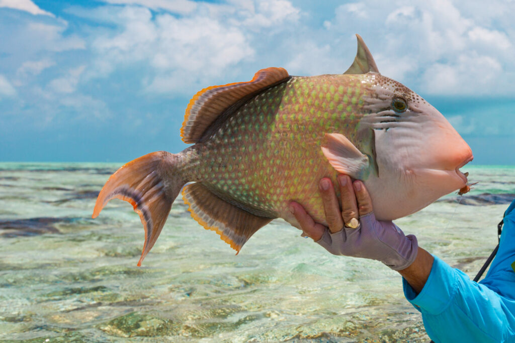 Triggerfish
