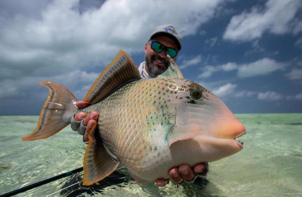 Healthy triggerfish