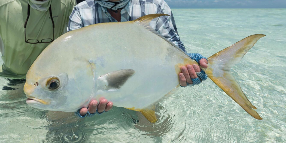 This beauty was landed by a fly flisherman at Alphonse - striking gold