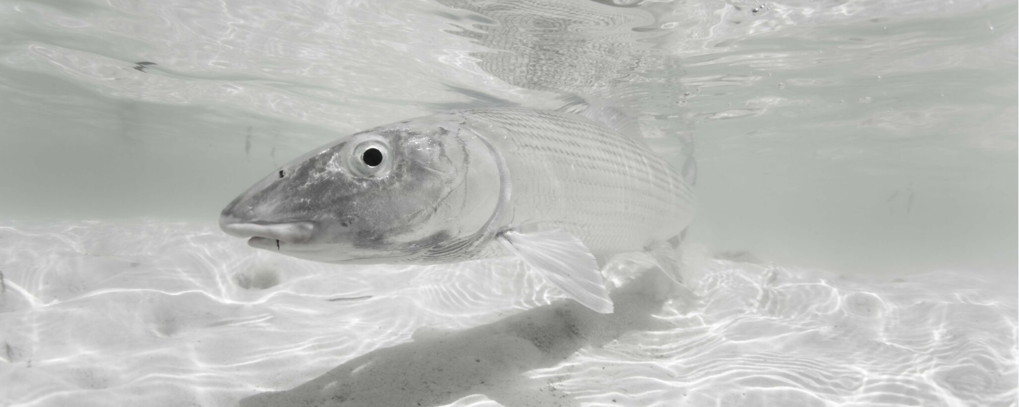 A bonefish spotted on day one