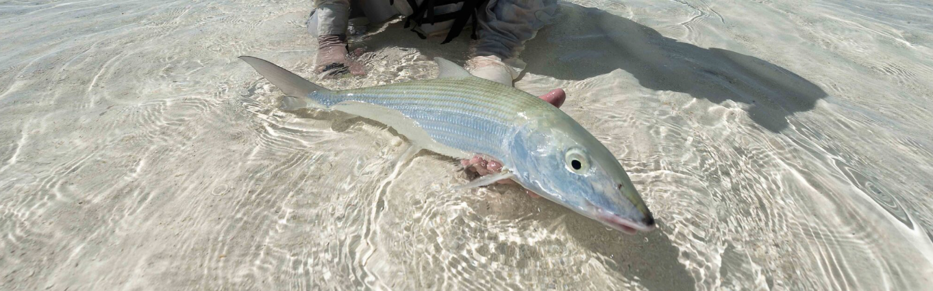 fish caught on the fly