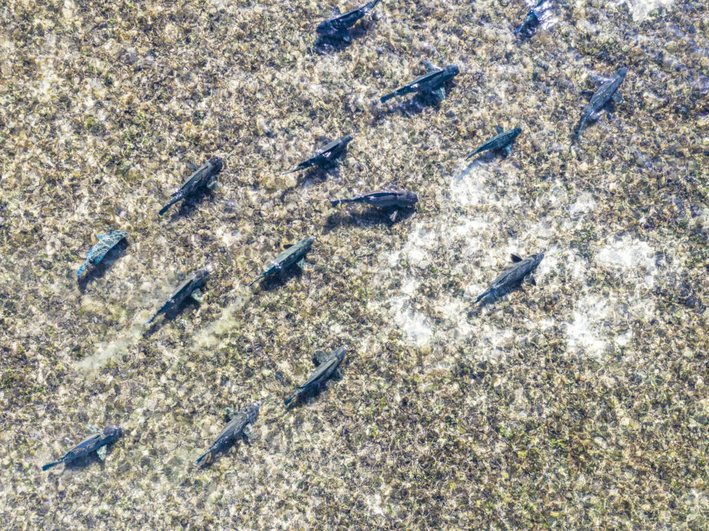 Fly Fishing Destinations Farquhar Atoll