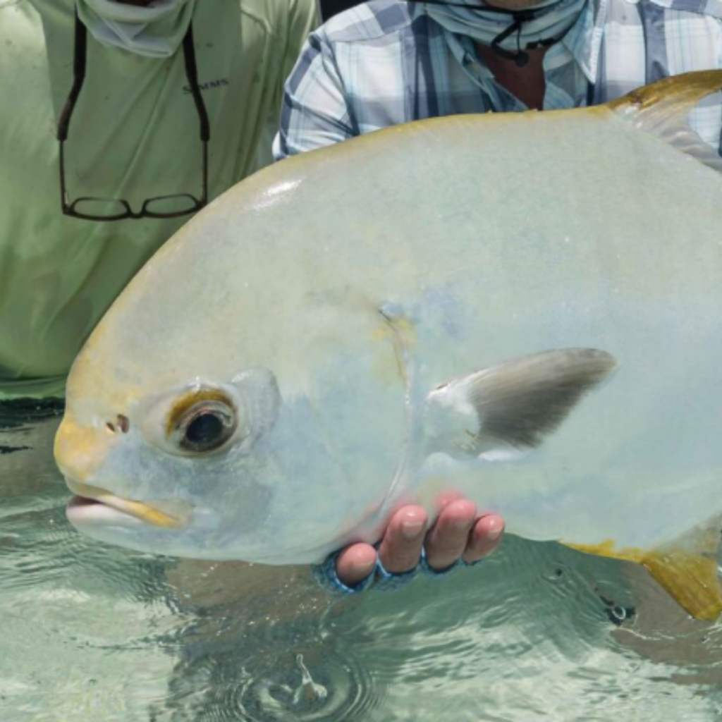 head of a fish caught at Alphonse
