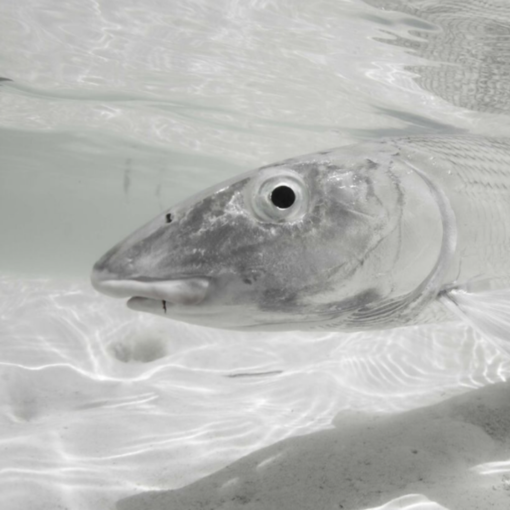 a bonefish in the ocean